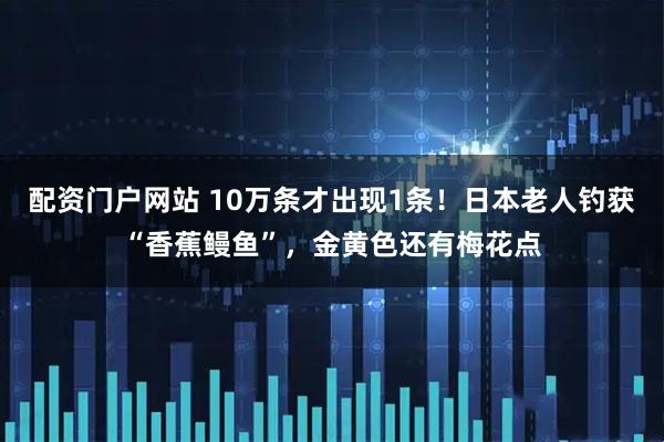 配资门户网站 10万条才出现1条！日本老人钓获“香蕉鳗鱼”，金黄色还有梅花点